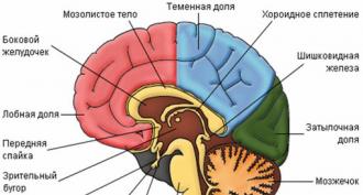 Πώς λειτουργεί ο εγκέφαλος: μέλαινα ουσία