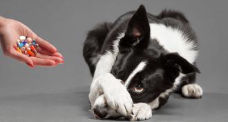Υπεραδρενοκορτισισμός (νόσος του Cushing) σε σκύλους - ομάδες κινδύνου, συμπτώματα, διάγνωση, θεραπεία Συμπτώματα καρκίνου των επινεφριδίων σε σκύλους
